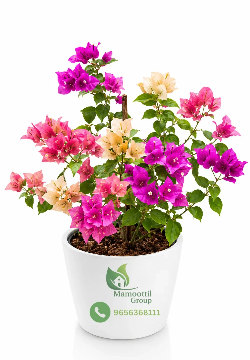 Hybrid Bougainvillea